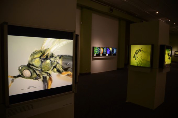 Wasp_exhibition__DSC3435